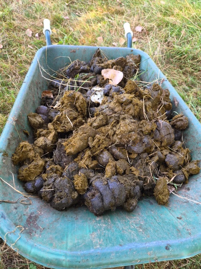 Gratis paardenmest zonder stro voor uw moestuin., Tuin en Terras, Ophalen, Mest