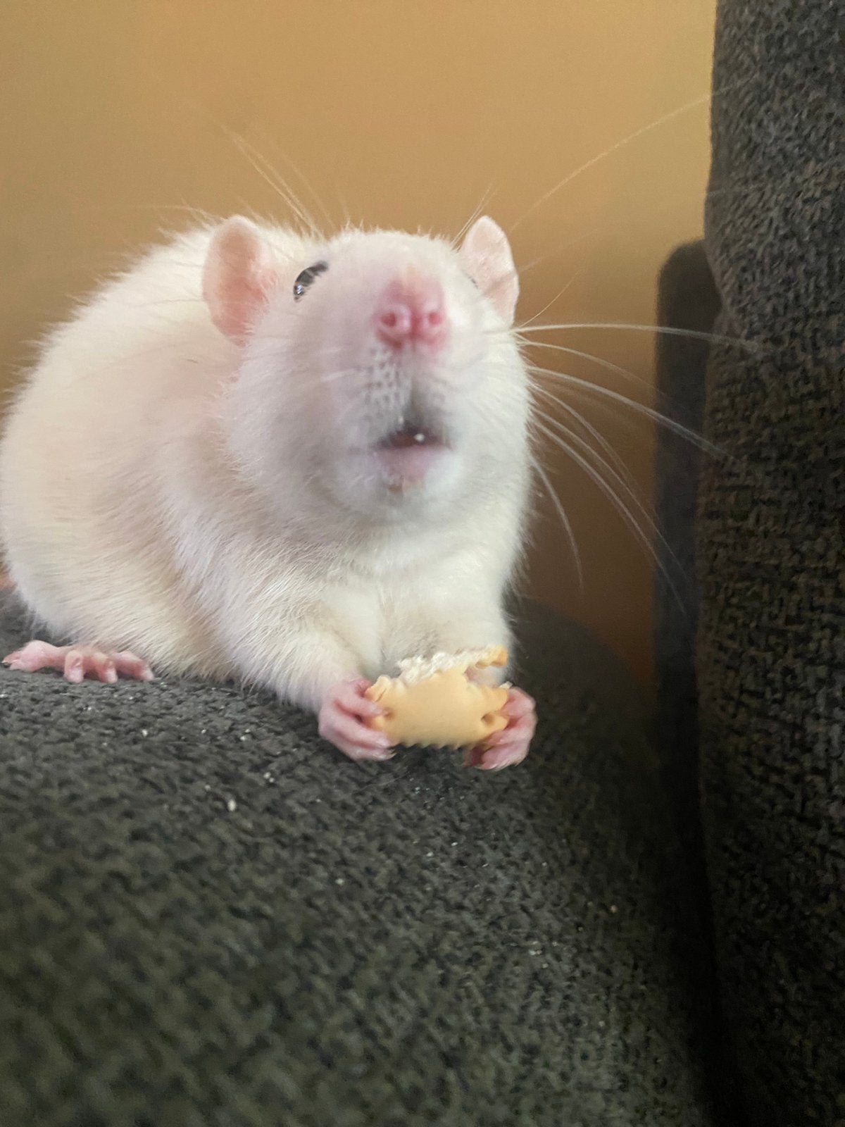 2 lieve tamme ratjes, Dieren en Toebehoren, Rat, Januari, Meerdere dieren, Tam