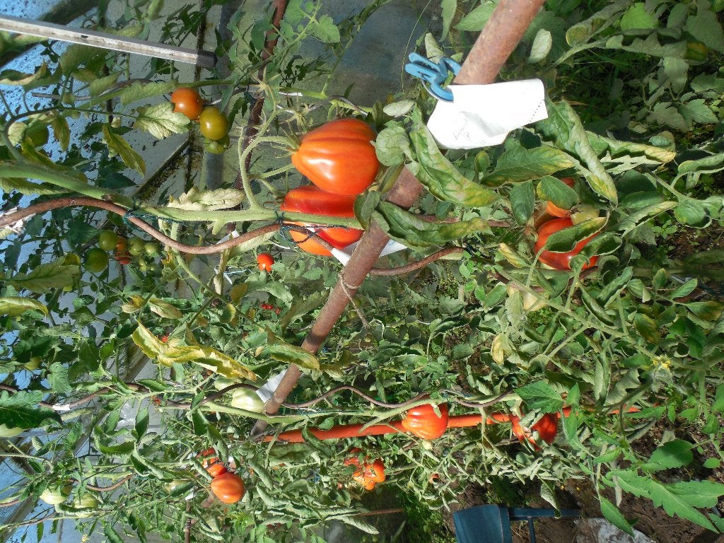 Tomates du jardin, Tuin en Terras, Ophalen