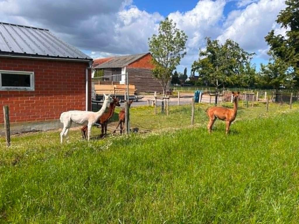 alpaca, Dieren en Toebehoren, Meerdere dieren, Schaap, 3 tot 5 jaar