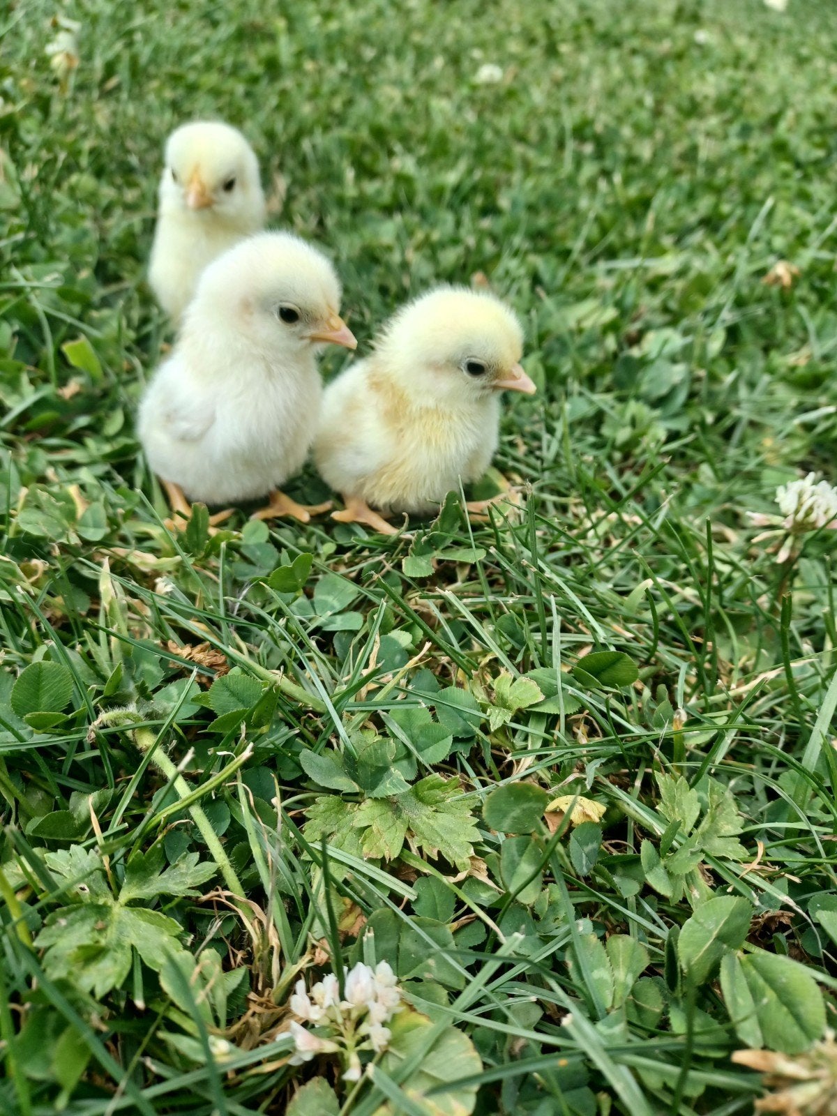 Seramas, Animaux & Accessoires, Volatiles, Poule ou poulet
