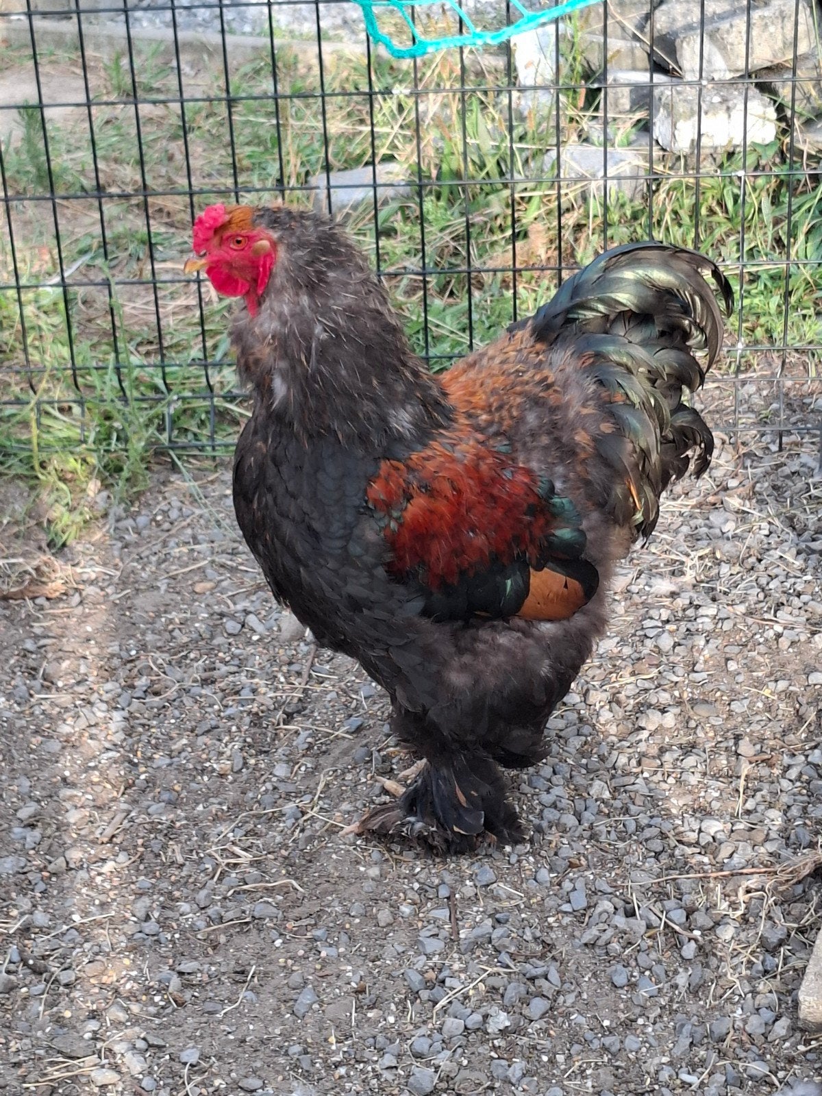 gratis af te halen 2 jarige brahma haan, Dieren en Toebehoren, Pluimvee, Mannelijk, Kip
