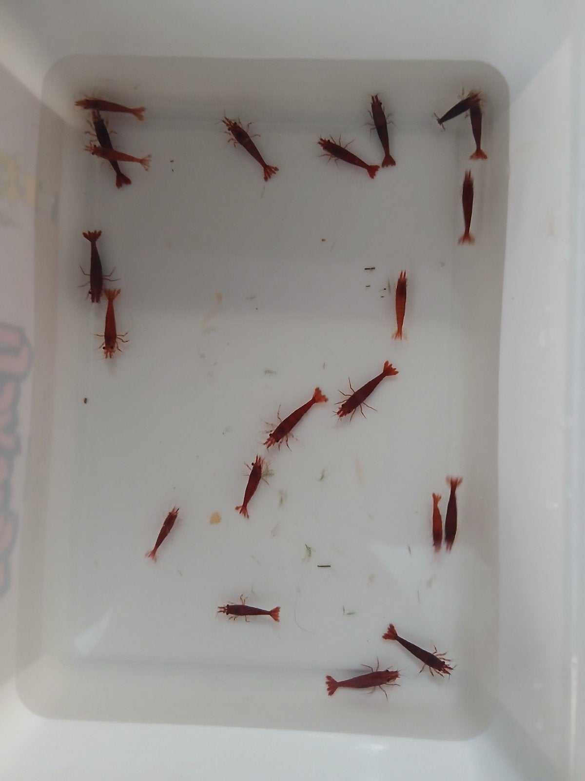 Fire Red Neocardina, Dieren en Toebehoren, Kreeft, Krab of Garnaal, Zoetwatervis, Schoolvis
