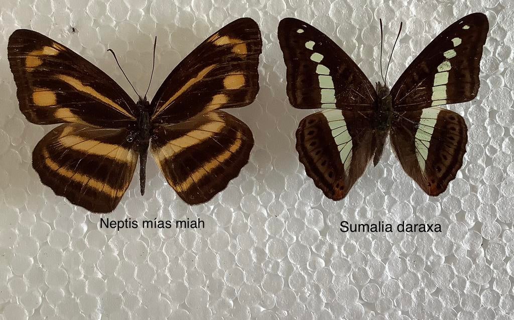Vlinders uit Myanmar, Verzamelen, Ophalen of Verzenden, Zo goed als nieuw