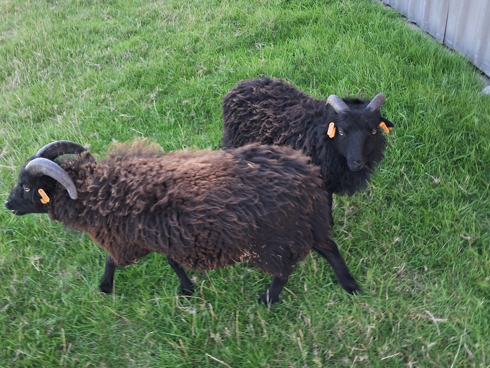ouessant rammetje gecastreerd