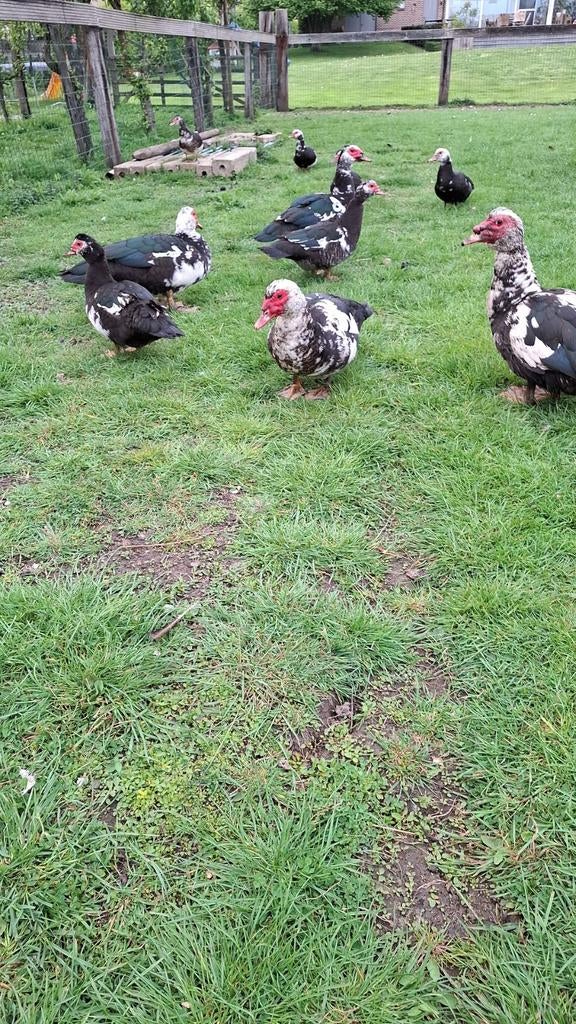Barberie (muskus) eenden, Dieren en Toebehoren