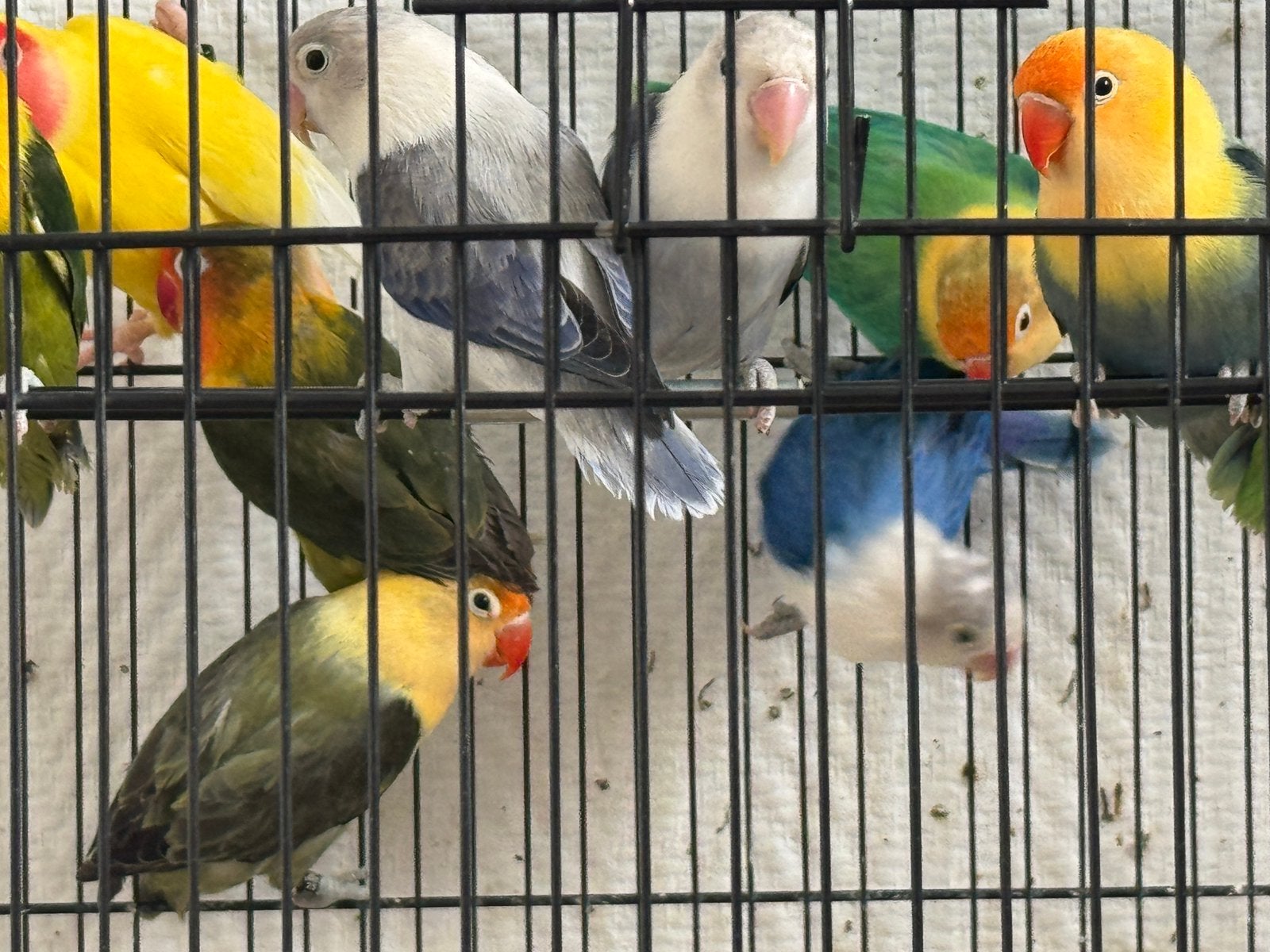 Inséparable a vendre, Animaux & Accessoires