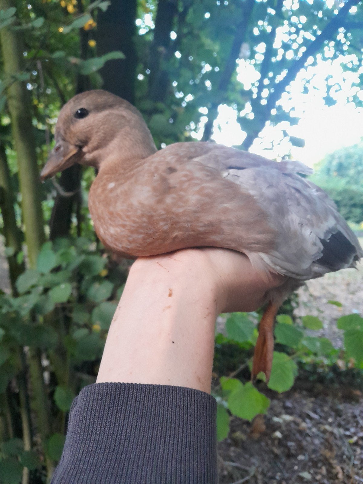 verschillende koppels kwakers beschikbaar (leuke kleurtjes), Plusieurs animaux, Canard
