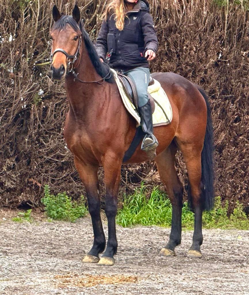 Super lieve & brave 4j ruin, Dieren en Toebehoren, Ruin