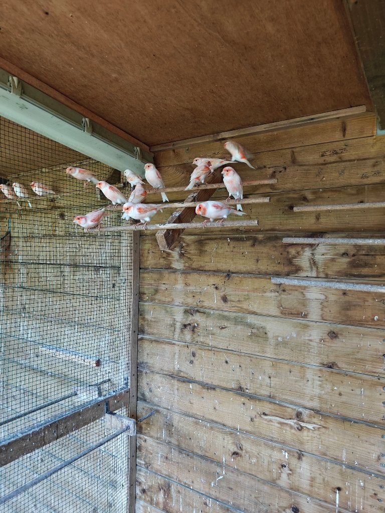 12 Roodmozaik kanaries 2025, Dieren en Toebehoren, Kleurkanarie