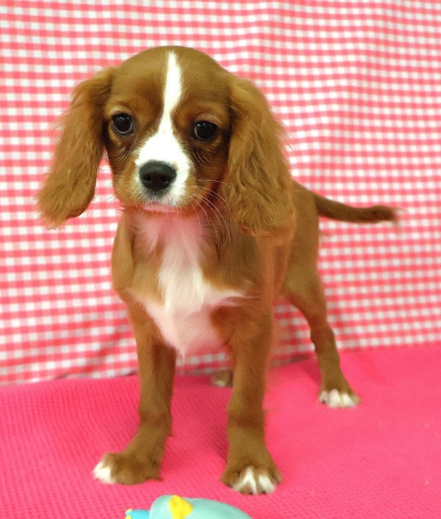 Super leuke Cavalier King Charles pups!!!, 15 weken tot 1 jaar, Buitenland, CDV (hondenziekte), Meerdere