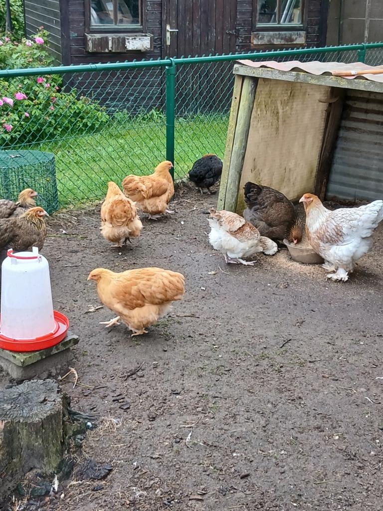 Orpington buff : groothoenders en krielen, Meerdere dieren, Kip