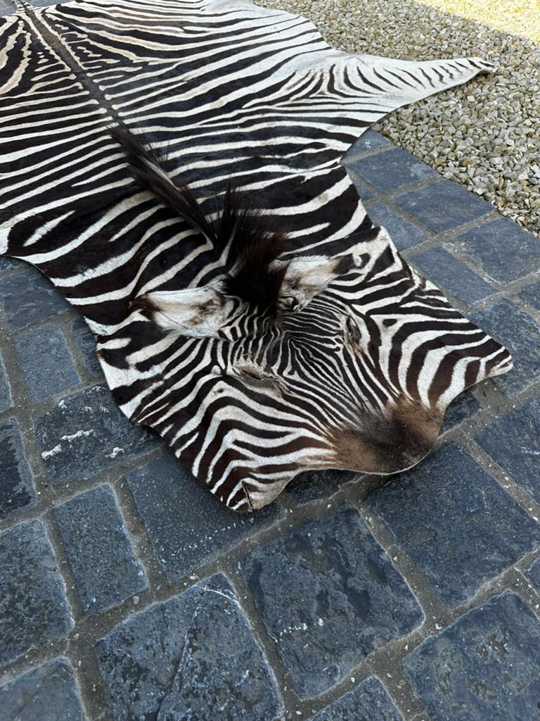 Zebra vel taxidermie, Enlèvement