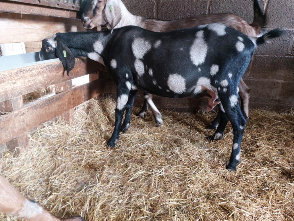 Nubische geit, Femelle, Chèvre, 3 à 5 ans