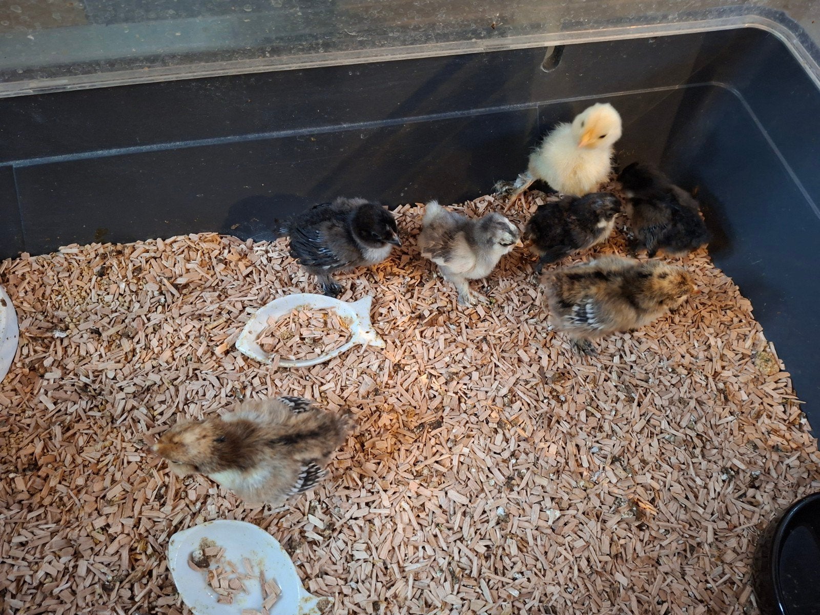 kuikens ukkselse baardkriel, Sexe inconnu, Poule ou poulet