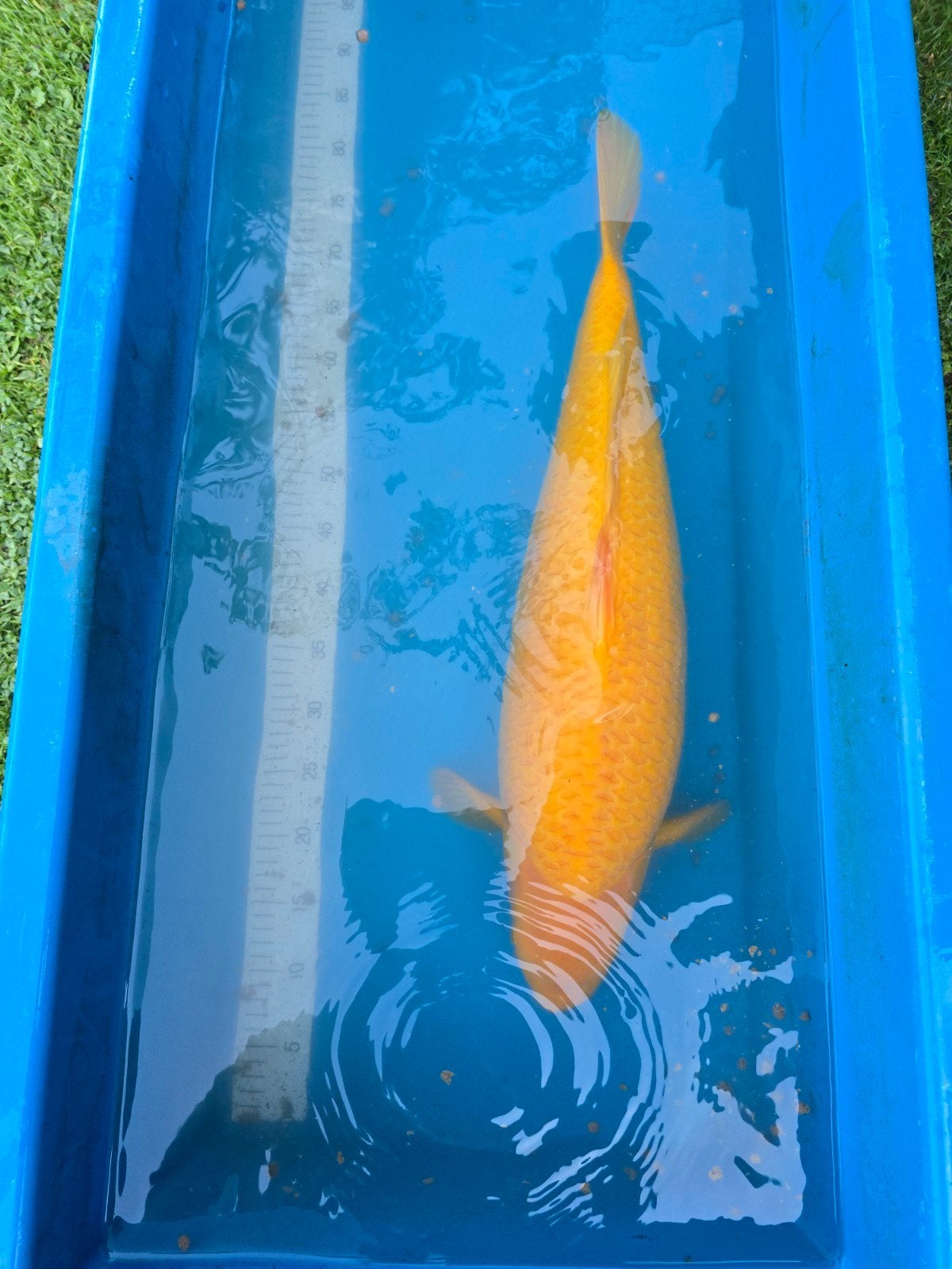 Marusei Karashigoi 70-75 cm Très beau Fukurin., Animaux & Accessoires, Poissons | Poissons d'étang