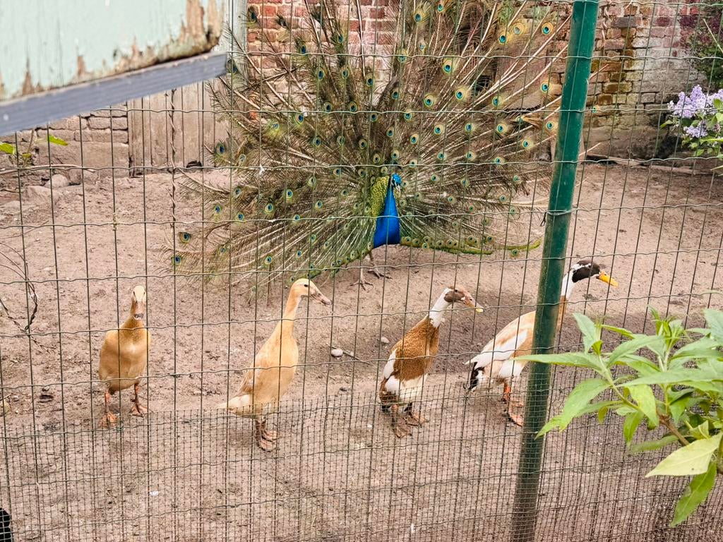 Broedeieren raszuivere Indische loopeend, Dieren en Toebehoren