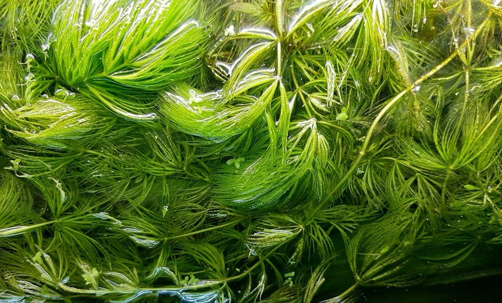 Porties hoornblad uit een goed draaiend aquarium, Enlèvement