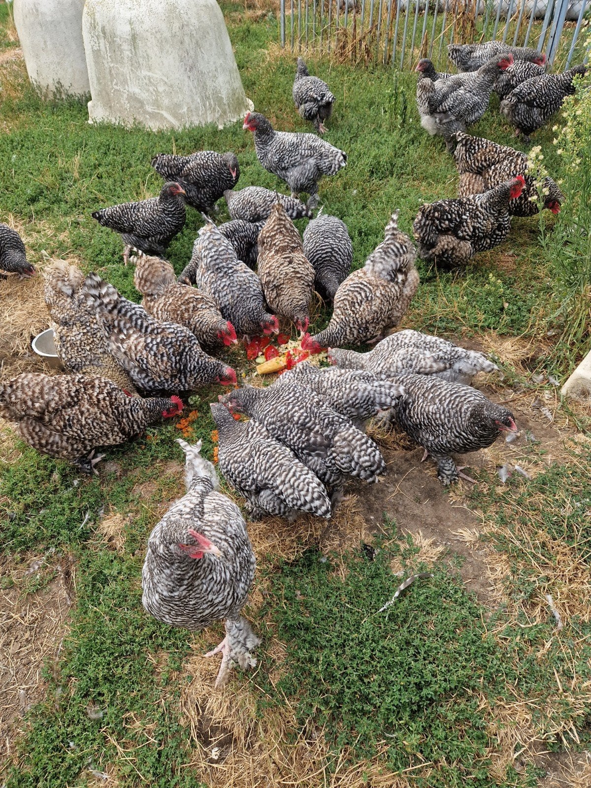 Mechelse Koekoek, Dieren en Toebehoren, Pluimvee