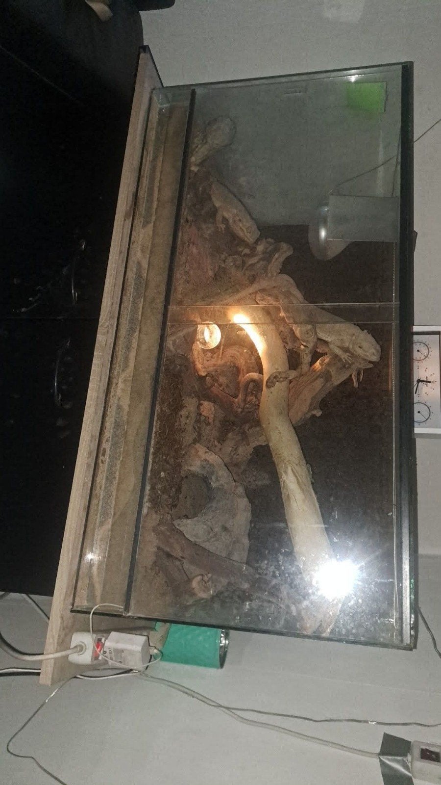 terrarium à vendre avec 2 dragons barbus, Animaux & Accessoires, Enlèvement, Utilisé, Terrarium ou Paludarium