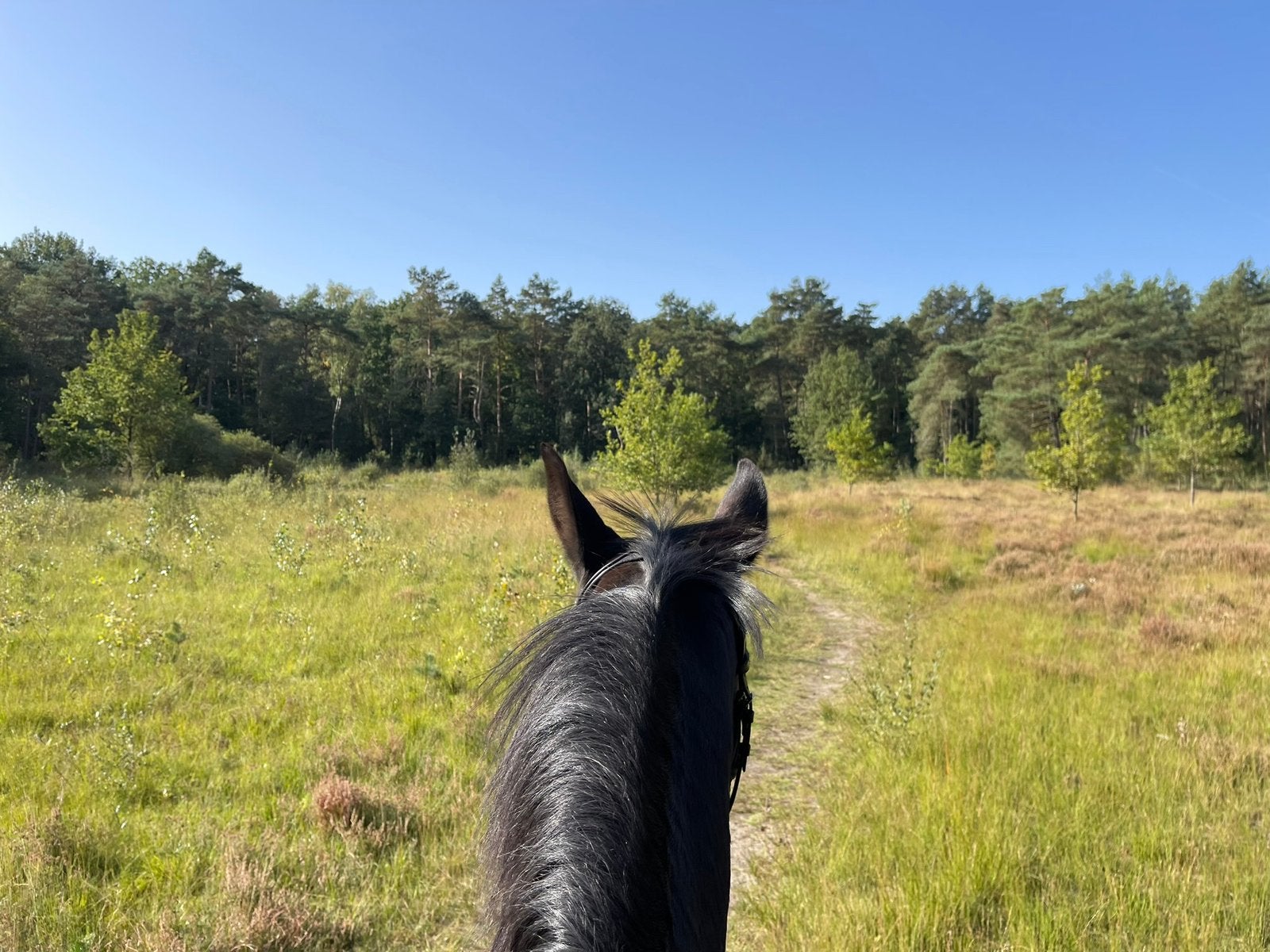 Op zoek naar weide