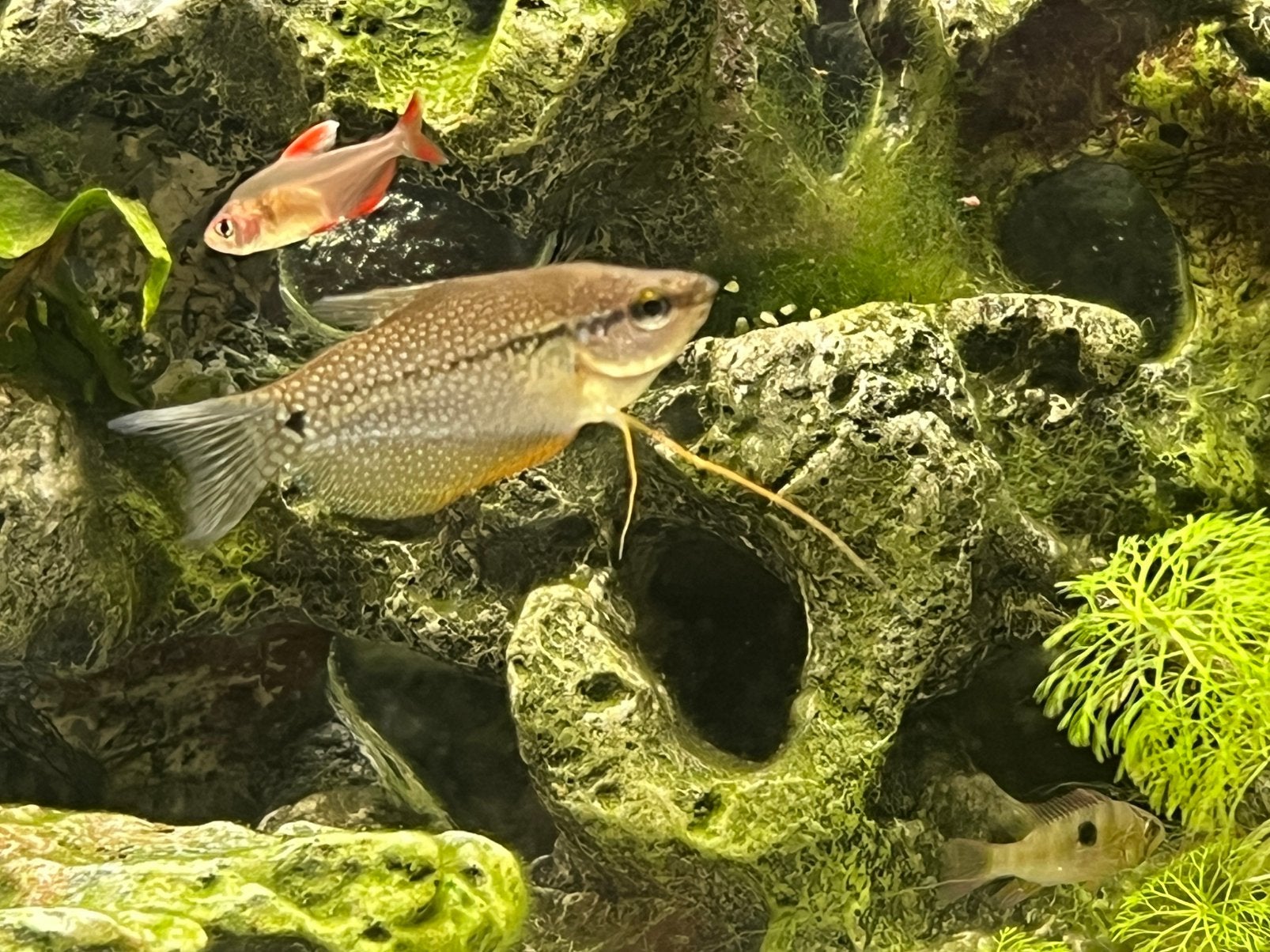 Gourami, Dieren en Toebehoren, Vis, Zoetwatervis