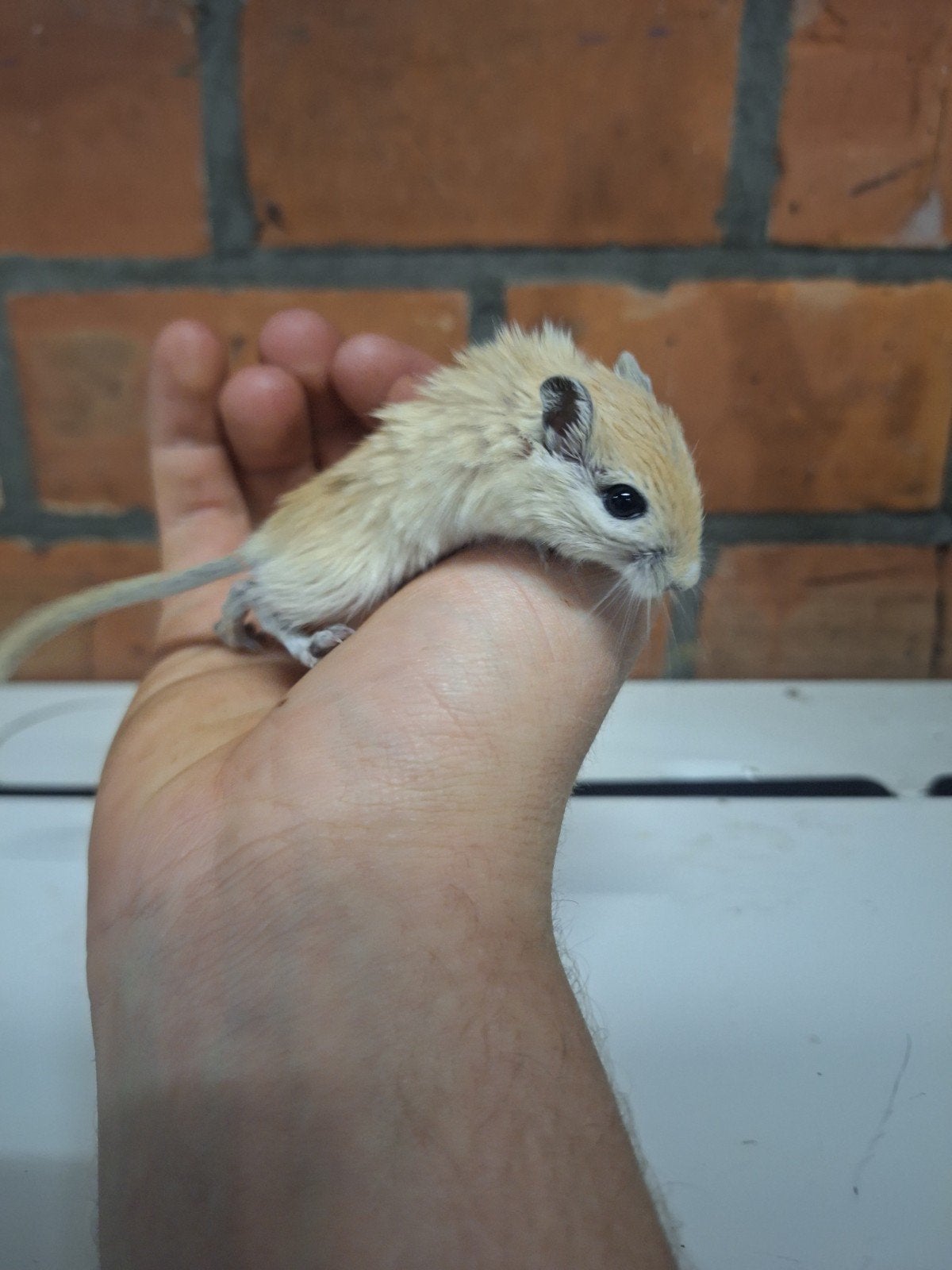 Jonge tamme mongoolse gerbils, verschillende kleuren., Dieren en Toebehoren, Augustus