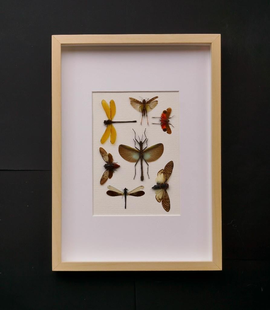 kader met gemixte insecten, Verzamelen, Ophalen of Verzenden, Nieuw, Insect, Opgezet dier