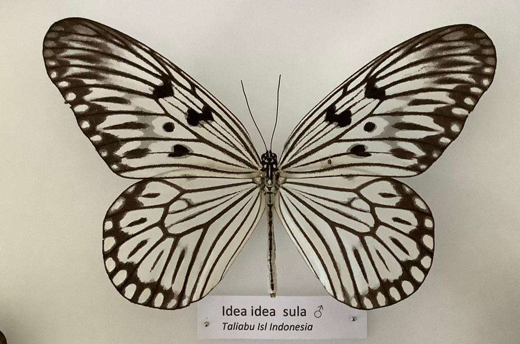 Idea idea ssp. sula, Verzamelen, Dierenverzamelingen, Ophalen of Verzenden, Zo goed als nieuw