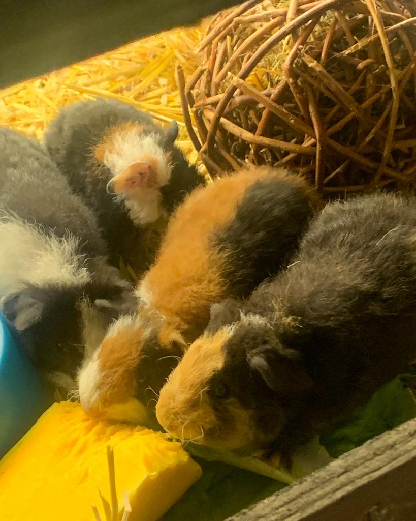 Knappe lieve gezonde Raszuivere cavia’s, Domestique, Avril, Plusieurs animaux, Cobaye