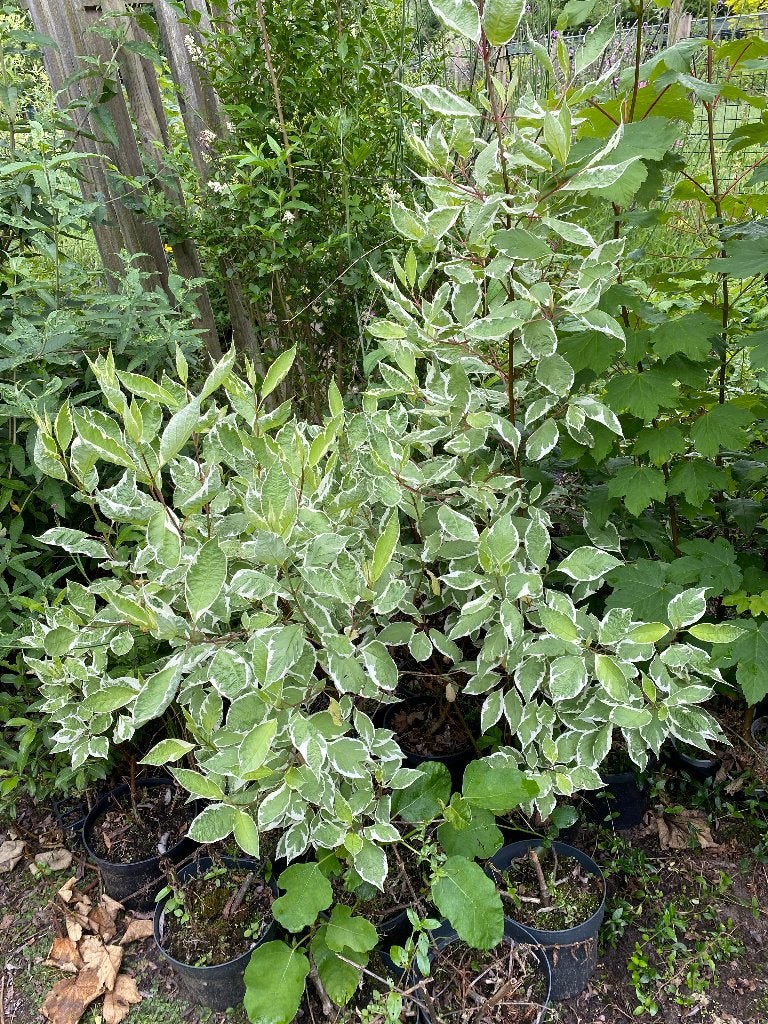 Cornus alba Eligantisima, Ophalen, Struik