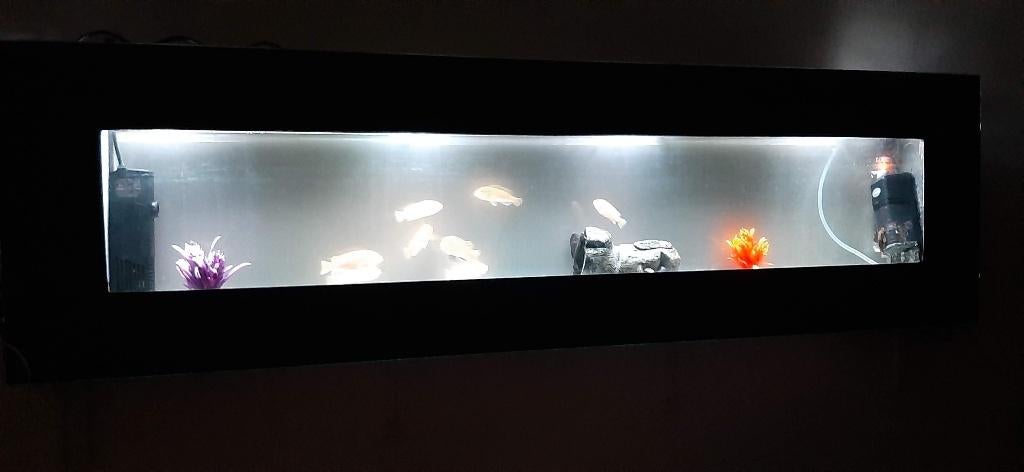 Aquarium mural 145*40*15., Animaux & Accessoires, Enlèvement, Pompe, Utilisé, Aquarium vide