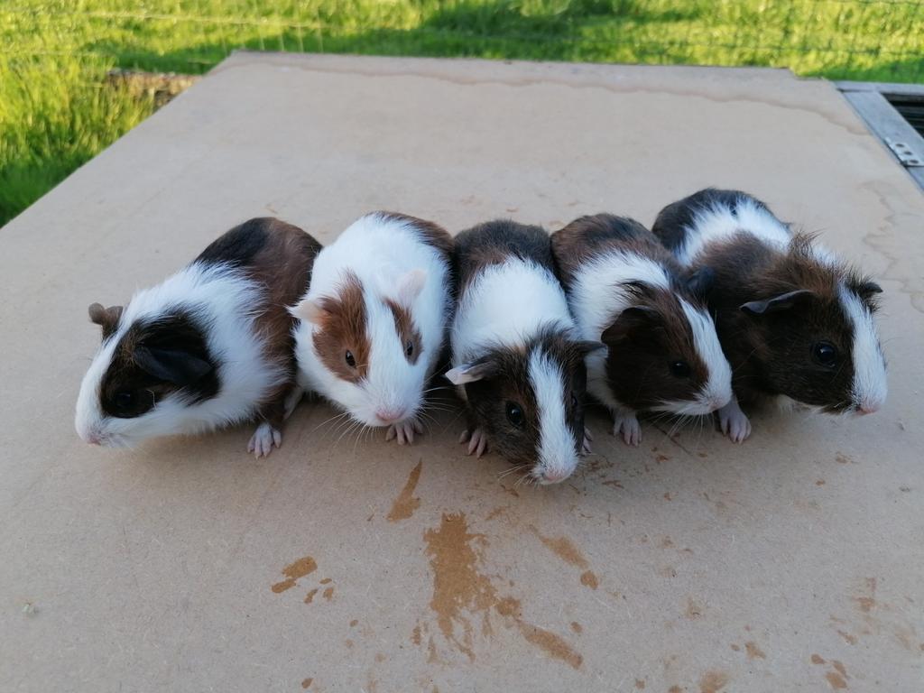 Cavia's te koop, Meerdere dieren, Tam, Maart, Cavia