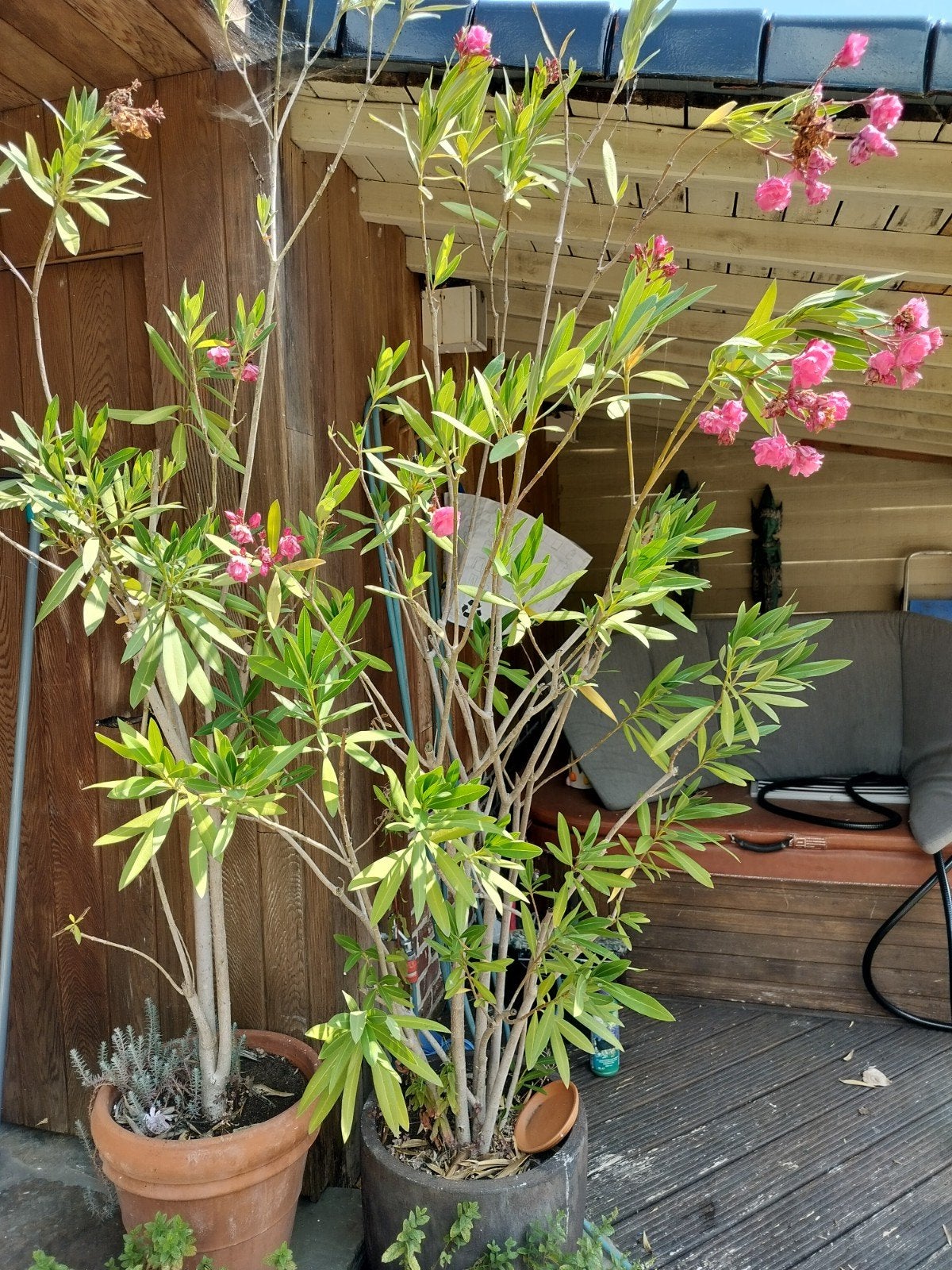 Le grand plant, Jardin & Terrasse, Enlèvement