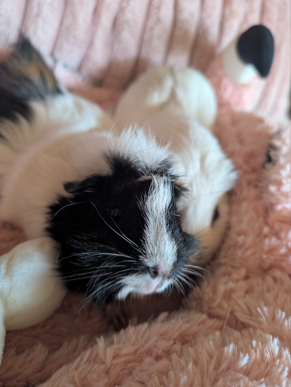 gratis cavia's, Dieren en Toebehoren, Ophalen, Cavia