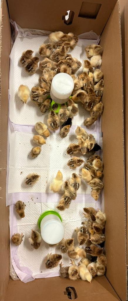 Brahma goudpatrijs alleen hanen, Dieren en Toebehoren, Geslacht onbekend, Kip