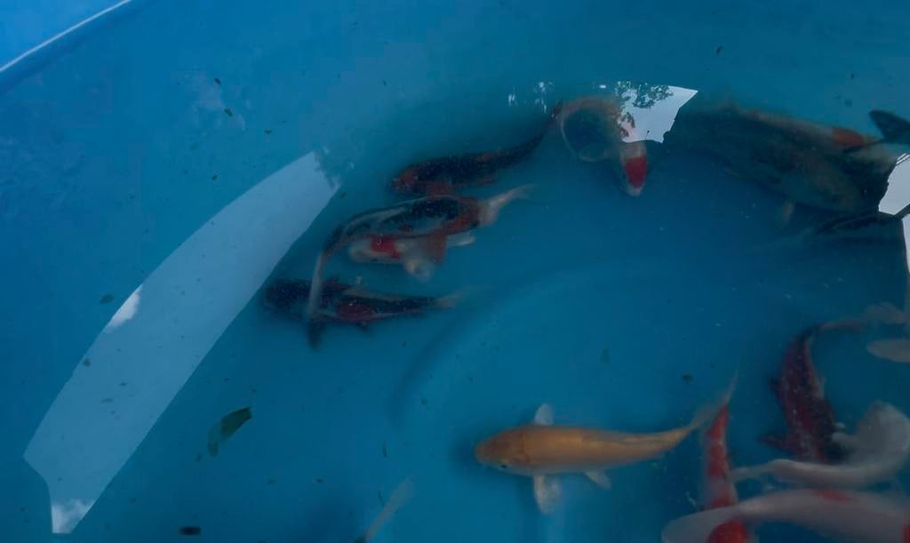Koi 12-15cm, Karper of Koi