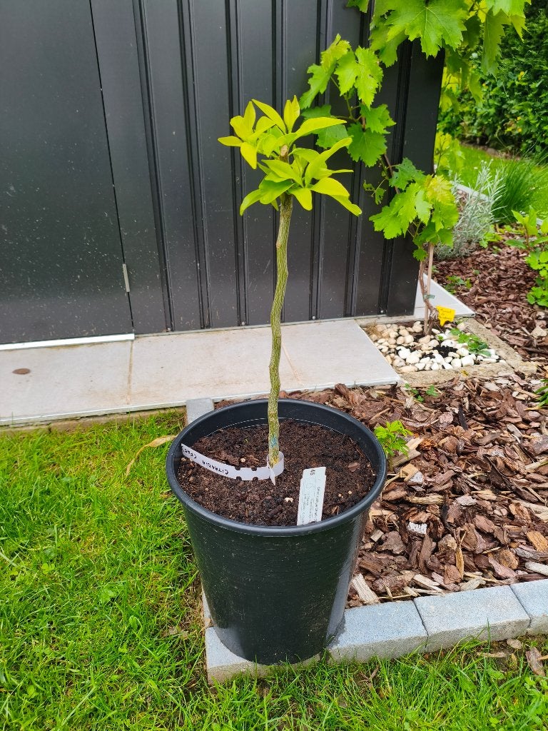 Agrume rustique Citradia, Jardin & Terrasse, Enlèvement