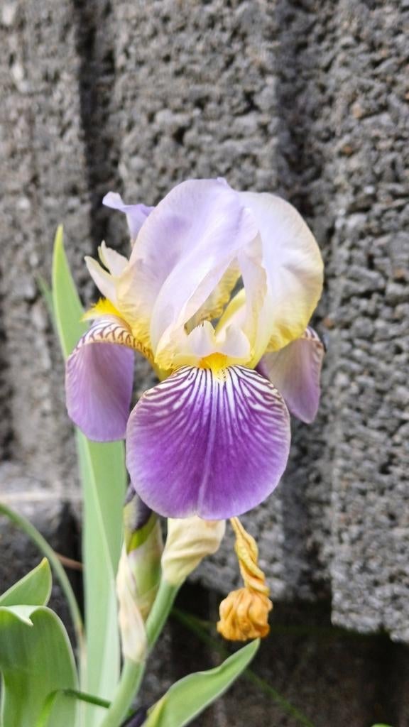 Iris des jardins Iris barbus, Tuin en Terras, Volle zon, Vaste plant, Lente, Ophalen