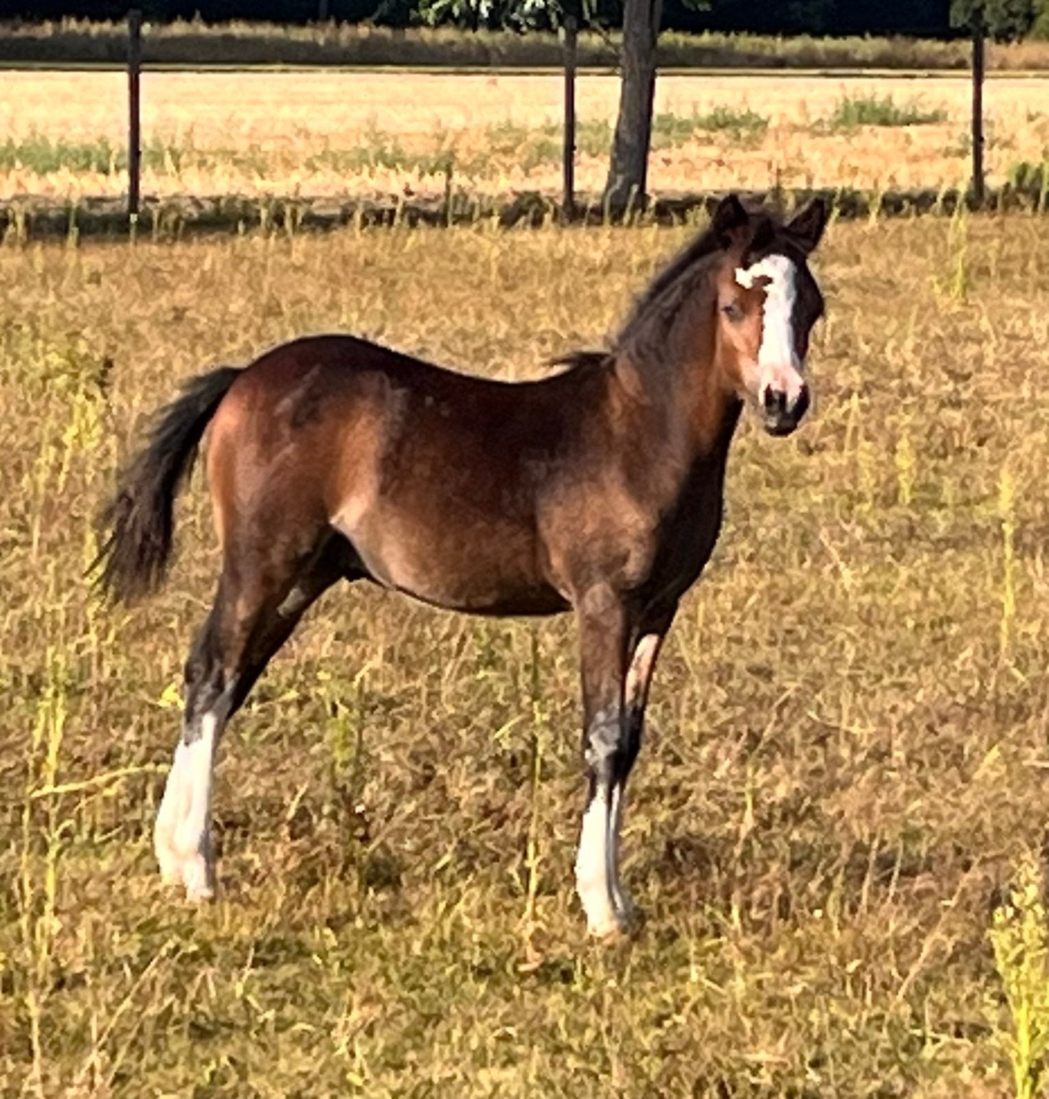 Welsh a veulen, Avec pedigree, Poney B (1.17 m à 1.27 m), Étalon, 0 à 2 ans
