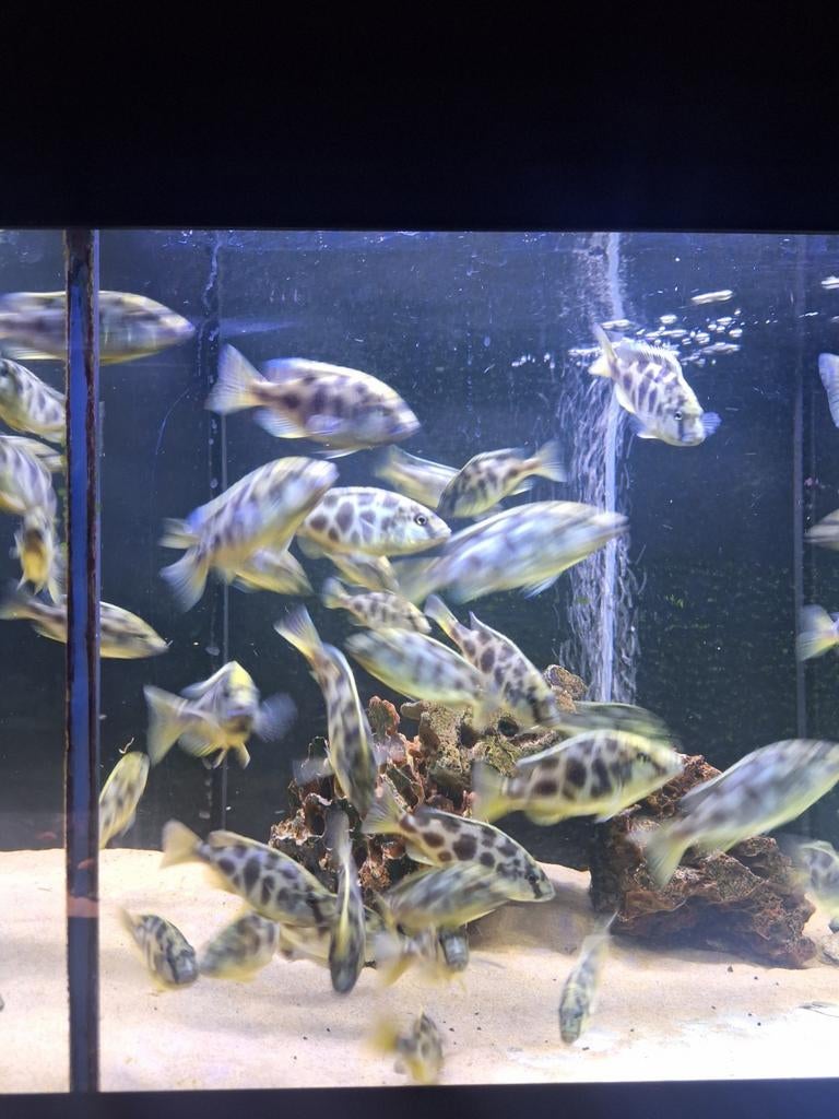 Malawi cichliden nimbochromis venustus., Poisson, Poisson d'eau douce, Banc de poissons