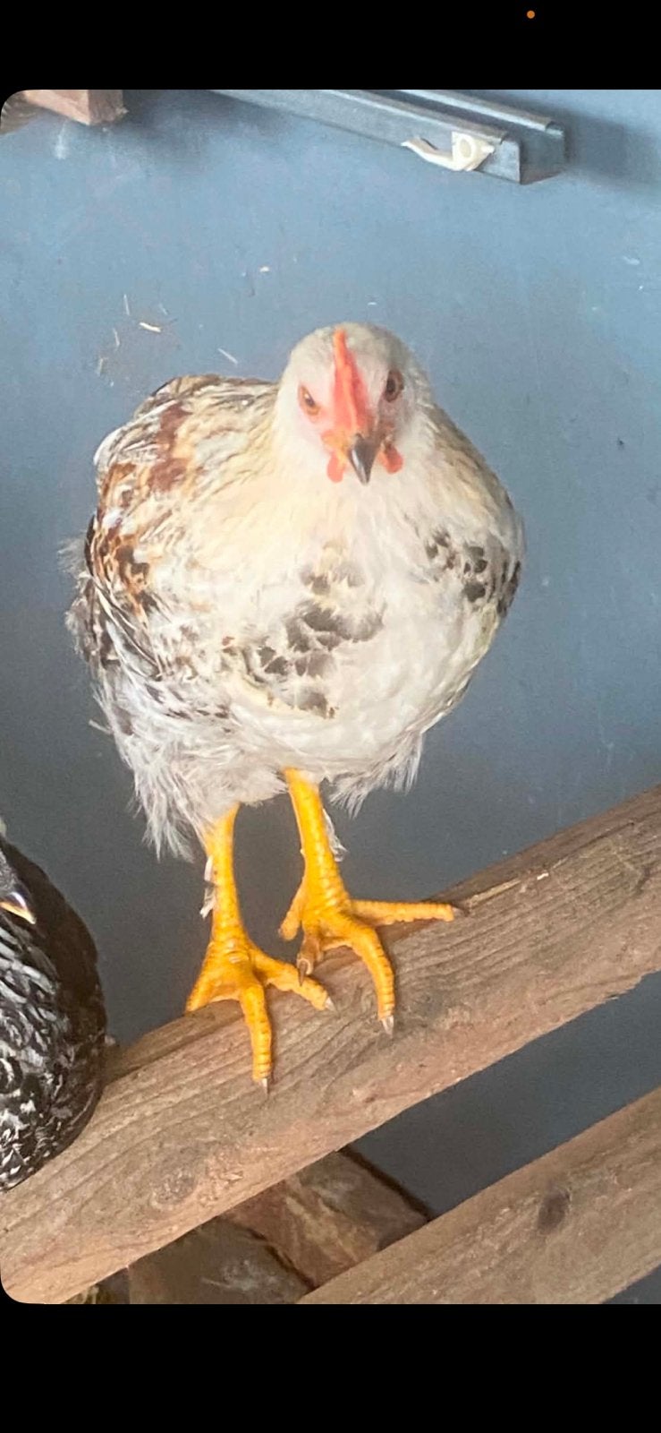 Kuikens 8weken oud, Sexe inconnu