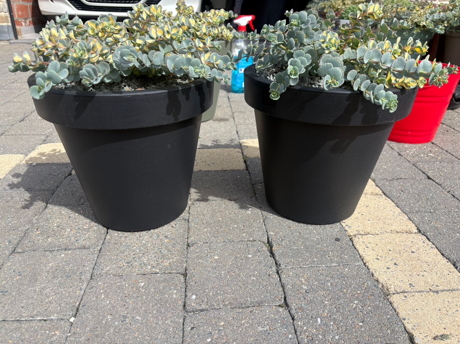 ‼️laatste stuks‼️bloempotten met sieboldii ‼️, Tuin en Terras, Ophalen, Zo goed als nieuw