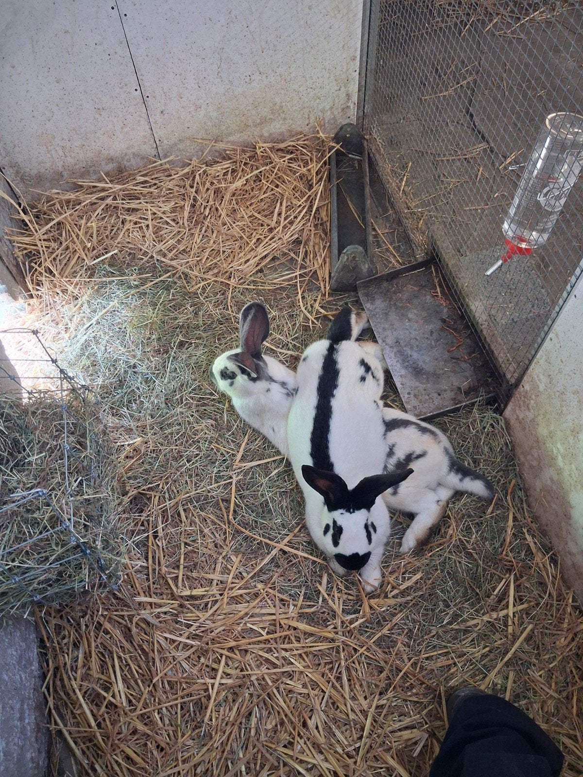 Reuzevlinder konijnen te koop., Dieren en Toebehoren, Konijnen
