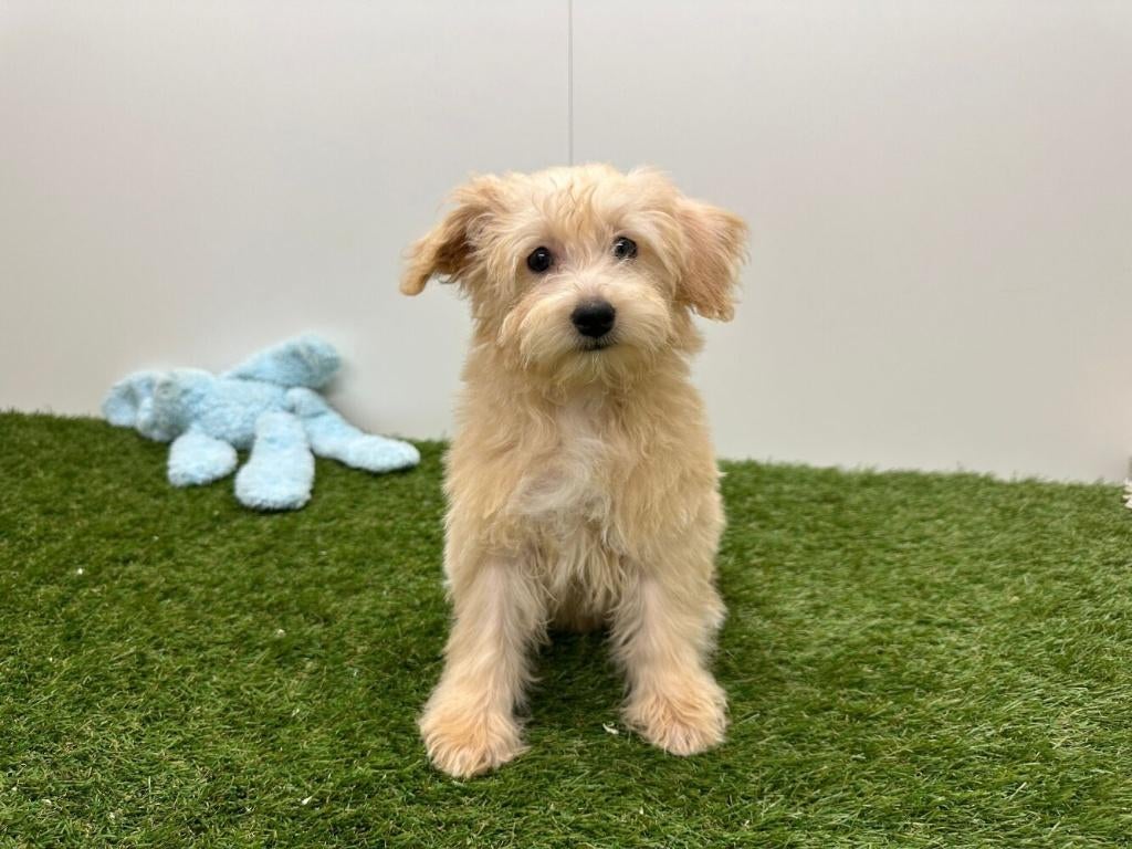 Maltipoo pups, België, 8 tot 15 weken, Parvo, Meerdere
