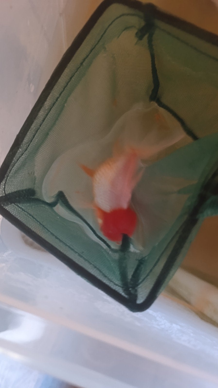 Poisson rouge d'Oranda, Animaux & Accessoires, Poisson(s) rouge(s)