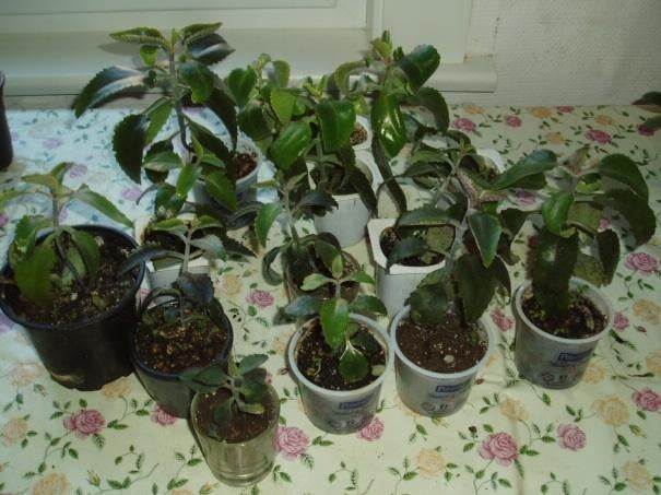 VENTE OU ECHANGE ! Plantes d'intérieur, Maison & Meubles, Plantes d'intérieur, Autres espèces, Enlèvement