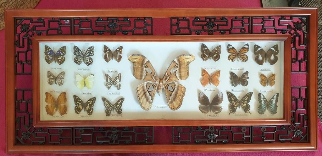 18 opgezette vlinders met in midden één atlas-atlas, Enlèvement ou Envoi, Neuf, Insecte, Animal empaillé