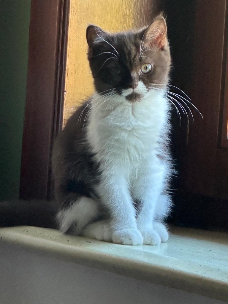 Brits korthaar Kittens ️, Dieren en Toebehoren, Katten en Kittens | Raskatten | Korthaar, Poes, Gechipt, 0 tot 2 jaar