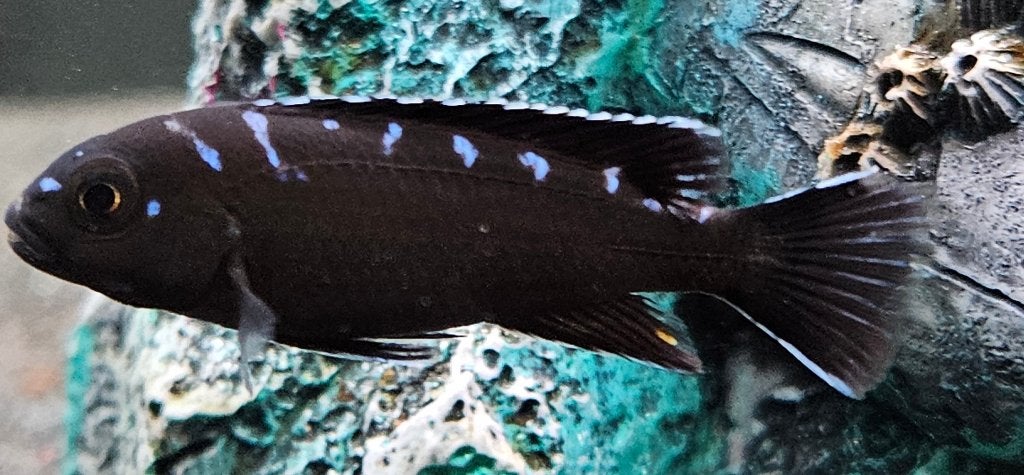 Cichlidés du Malawi à tache néon Chidonga elongatus, Poisson, Poisson d'eau douce